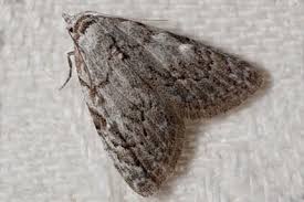 Attēlu rezultāti vaicājumam “Nola confusalis”