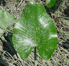 Attēlu rezultāti vaicājumam “Nuphar lutea leaf”