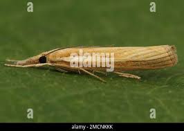 Attēlu rezultāti vaicājumam “Agriphila tristella”