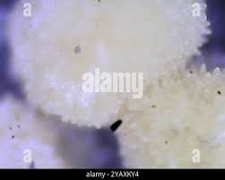 Attēlu rezultāti vaicājumam “Bactridium flavum”