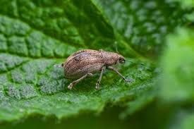 Attēlu rezultāti vaicājumam “Curculionidae”