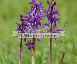 Attēlu rezultāti vaicājumam “Orchis mascula leaf”