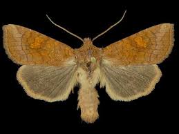 Attēlu rezultāti vaicājumam “Amphipoea”