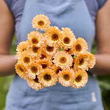 Attēlu rezultāti vaicājumam “Calendula officinalis flower”