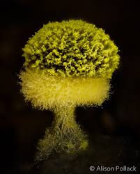 Attēlu rezultāti vaicājumam “Lamproderma arcyrioides stalked”