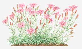 Attēlu rezultāti vaicājumam “Dianthus deltoides flower”