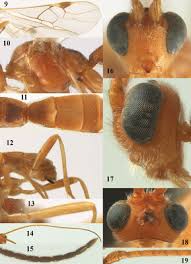 Attēlu rezultāti vaicājumam “Abraxas sylvata imago”