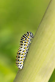 Attēlu rezultāti vaicājumam “Papilio machaon larva”