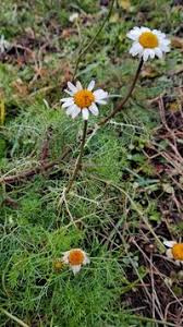 Attēlu rezultāti vaicājumam “Tripleurospermum inodorum”