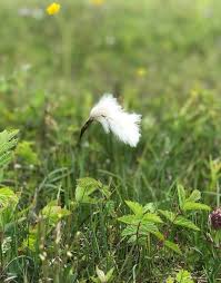 Attēlu rezultāti vaicājumam “Eriophorum angustifolium fruit”