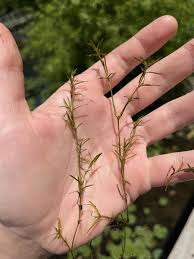 Attēlu rezultāti vaicājumam “Najadaceae”