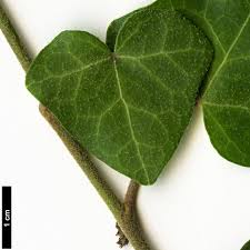 Attēlu rezultāti vaicājumam “Hedera helix  leaf”