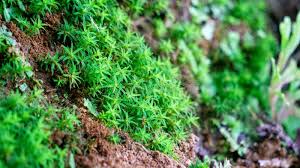 Attēlu rezultāti vaicājumam “Timmia megapolitana”