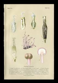 Attēlu rezultāti vaicājumam “Claviceps purpurea”