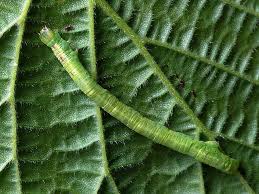 Attēlu rezultāti vaicājumam “Cabera exanthemata male”