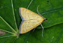 Attēlu rezultāti vaicājumam “Mecyna flavalis”