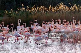 Image result for parque natural de camargue