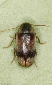 Attēlu rezultāti vaicājumam “Anobiidae”