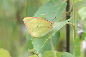 Attēlu rezultāti vaicājumam “Colias palaeno”