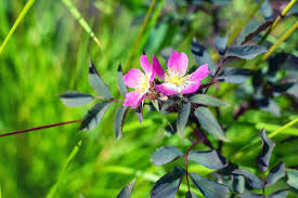 Attēlu rezultāti vaicājumam “Rosa glauca flower”