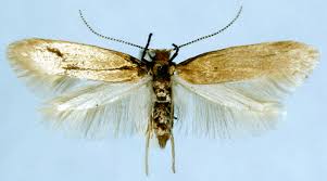 Attēlu rezultāti vaicājumam “Argyresthiidae”