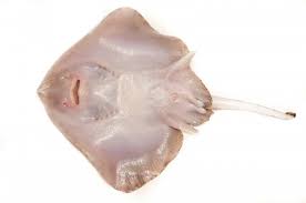 Image result for Amblyraja radiata