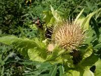 Attēlu rezultāti vaicājumam “Pachyta quadrimaculata”