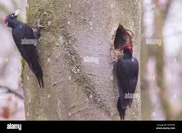 Attēlu rezultāti vaicājumam “Dryocopus martius nest”