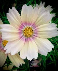 Image result for Cosmos bipinnatus