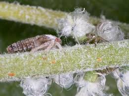 Attēlu rezultāti vaicājumam “Psylla alni”