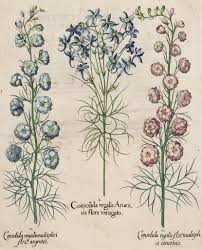 Attēlu rezultāti vaicājumam “Consolida regalis flower”