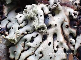 Attēlu rezultāti vaicājumam “Menegazzia terebrata”