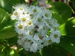 Attēlu rezultāti vaicājumam “Crataegus chlorosarca”