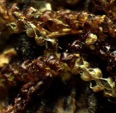 Attēlu rezultāti vaicājumam “Nowellia curvifolia sporophyte”