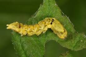 Attēlu rezultāti vaicājumam “Thyatira batis imago”