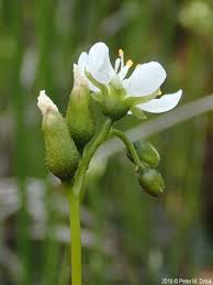 Attēlu rezultāti vaicājumam “Drosera anglica leaf”