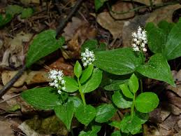 Attēlu rezultāti vaicājumam “Maianthemum bifolium fruit”