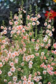 Image result for Alonsoa liniflora