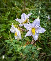 Attēlu rezultāti vaicājumam “Solanaceae”