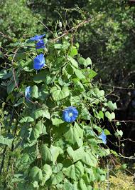 Image result for Prunkwinde