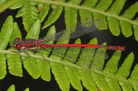 Attēlu rezultāti vaicājumam “Pyrrhosoma nymphula”