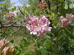 Attēlu rezultāti vaicājumam “Robinia neomexicana flower”