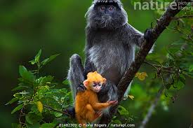 Attēlu rezultāti vaicājumam “Cribraria languescens stalked”