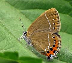 Attēlu rezultāti vaicājumam “Satyrium pruni”