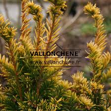 Attēlu rezultāti vaicājumam “Taxus baccata leaf”