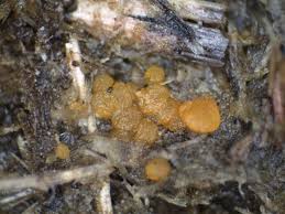 Attēlu rezultāti vaicājumam “Oxyporus corticola”