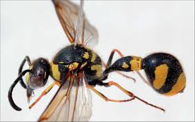 Attēlu rezultāti vaicājumam “Eumenes sp.”