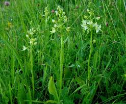 Attēlu rezultāti vaicājumam “Platanthera chlorantha flower”