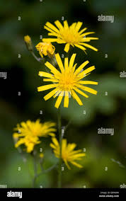 Attēlu rezultāti vaicājumam “Hieracium murorum leaf”