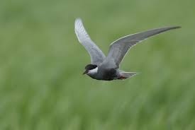 Attēlu rezultāti vaicājumam “Chlidonias hybrida adult”